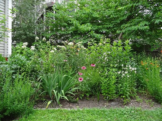 Perennial garden, Cambridge, MA