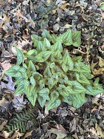 Shade-loving hexastylis or wild ginger
