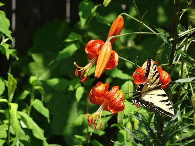 Perennial garden with Monarch butterflies