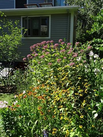 Late summer perennial garden