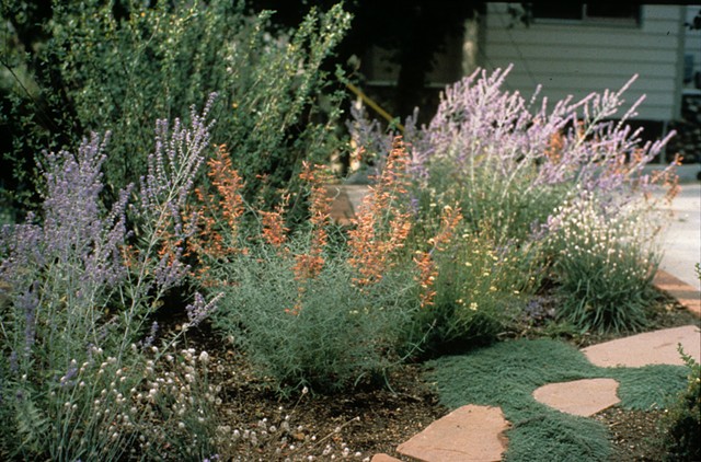 Boulder drought-resistant garden