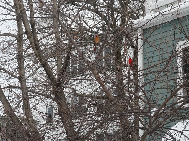 Cardinal pair in a winter garden