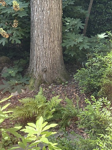 Fern, magnolia and sweet box with large red maple
