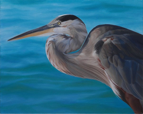Blue Heron, 2010, Oil on canvas, 16" x 20"