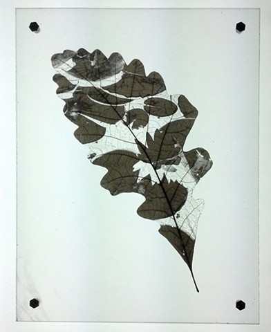 Oak leaf laser etched with image of water lily