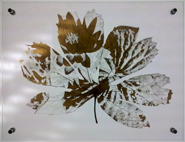Mayapple leaf laser etched with invasive water lily