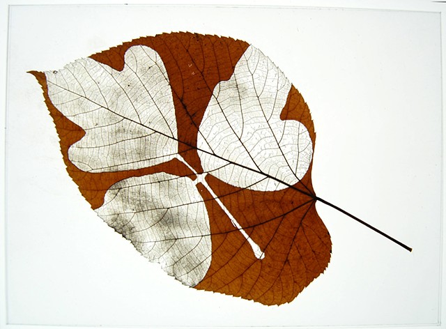 Image of kudzu, an invasive species, laser cut on catalpa leaf
