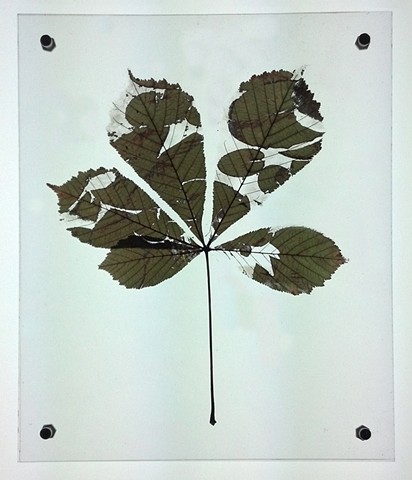 Buckeye leaf etched with image of water lily