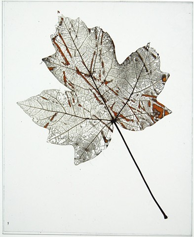 Maple leaf laser etched with rosa multiflora stems
