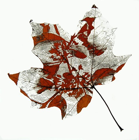 Maple leaf laser etched with Buckthorn leaves & flowers