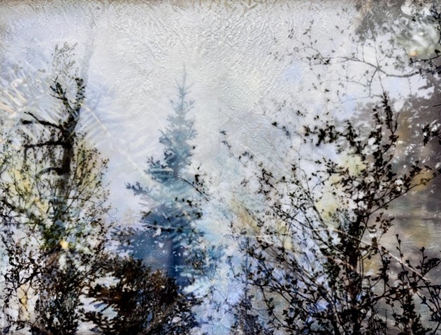 Soft focus nature photography pine trees encaustic paint contemporary nature muted colors double-exposure