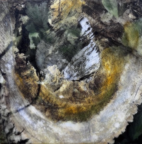 encaustic contemporary bark tree trunk abstract nature photography double-exposure forest