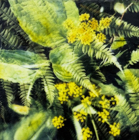 Ferns and yellow floral blooms emerge from the forest floor with bright green nature photography