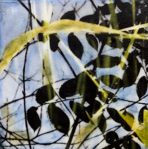 blue sky and leaves and branches abstracted contemporary nature photography encaustic collage