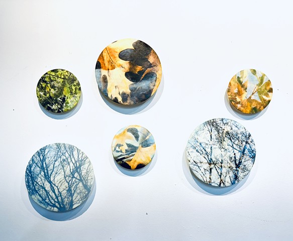 Leaves trees branches photography nature-based contemporary encaustic circle paintings