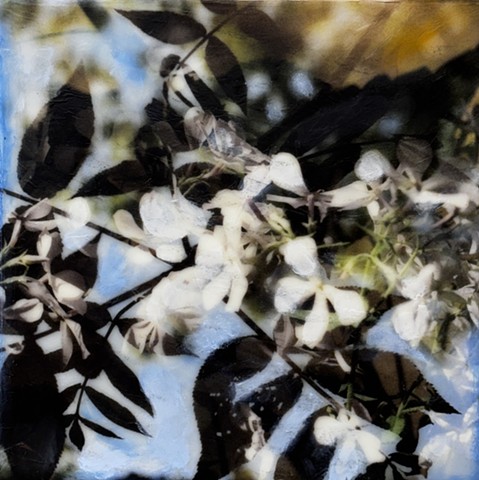 Mixed-media nature photography of leaves branches and flower blooms with blue sky encaustic painting