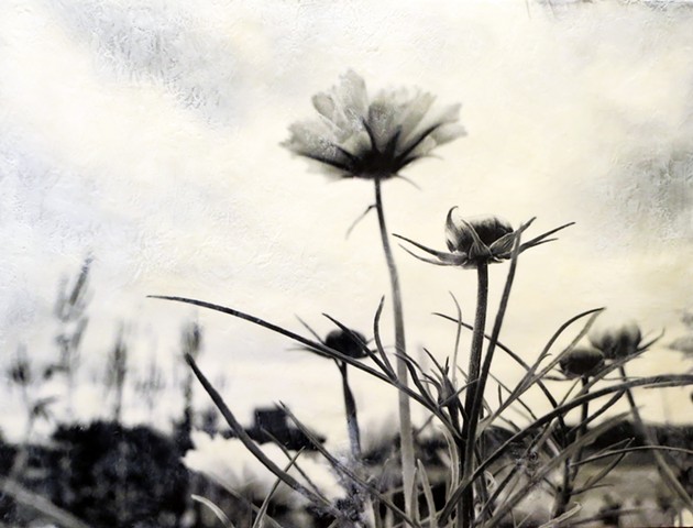 Encaustic black and white photography collage 
