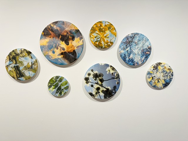 Leaves trees branches photography nature-based contemporary encaustic circle paintings