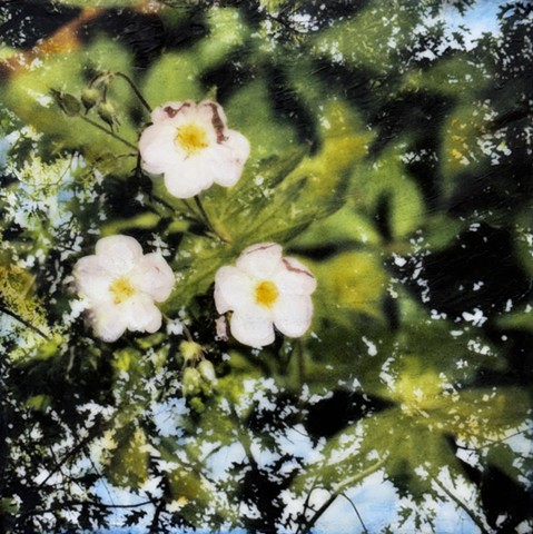 Pink flowers and leaves with branches contemporary nature photography with encaustic and oil paint