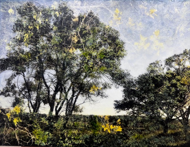 Sunset landscape photography double-exposure trees and branches contemporary nature encaustic paint