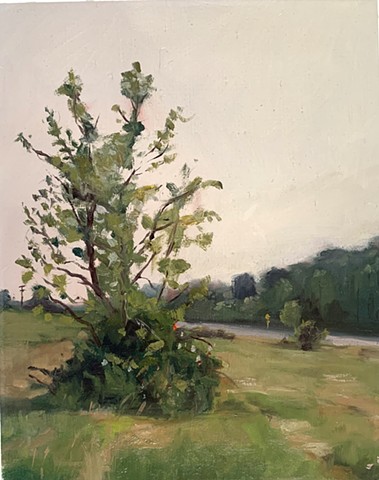 6/6/23 Tree on Western Maryland Drive (In the Collection of Sarah Mendez)