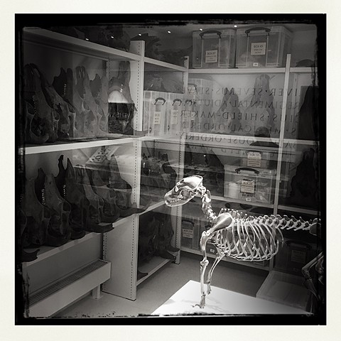 Chesterholm Museum - Dog Skeleton