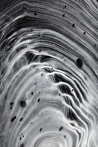 Abstract photograph of a tree inside by Harrison Taylor