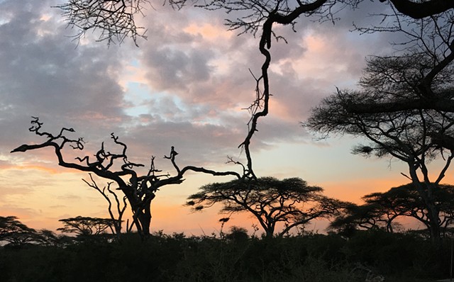 Tanzania Residency - Lions in the Serengeti!