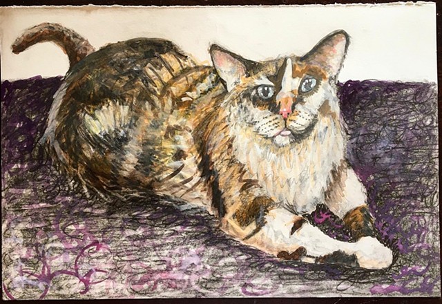 kitty on a shag rug