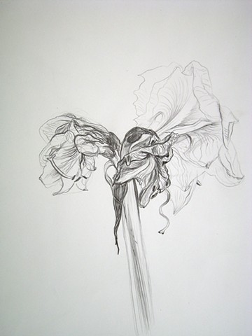 Amaryllis, XII