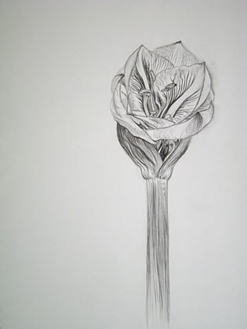 Amaryllis, III
