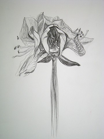 Amaryllis, VII