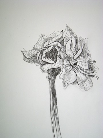 Amaryllis, VI