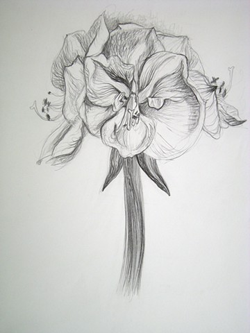 Amaryllis, VIII