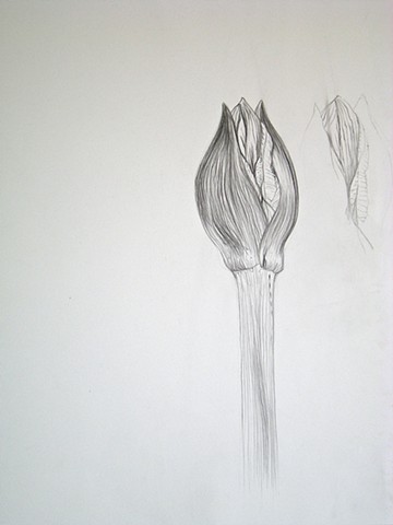Amaryllis, I