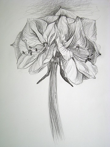 Amaryllis, IX