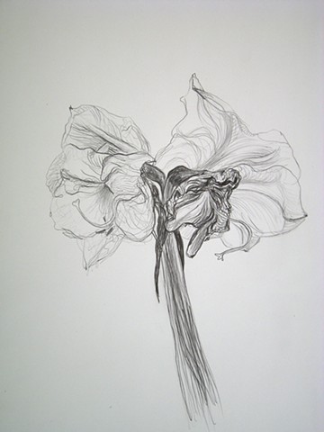 Amaryllis, XI