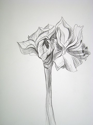 Amaryllis, V