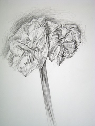 Amaryllis, X
