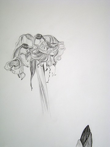 Amaryllis, XIV
