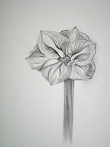 Amaryllis, IV