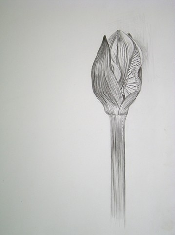 Amaryllis, II