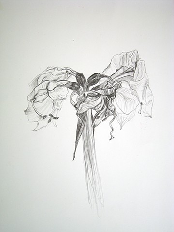 Amaryllis, XIII