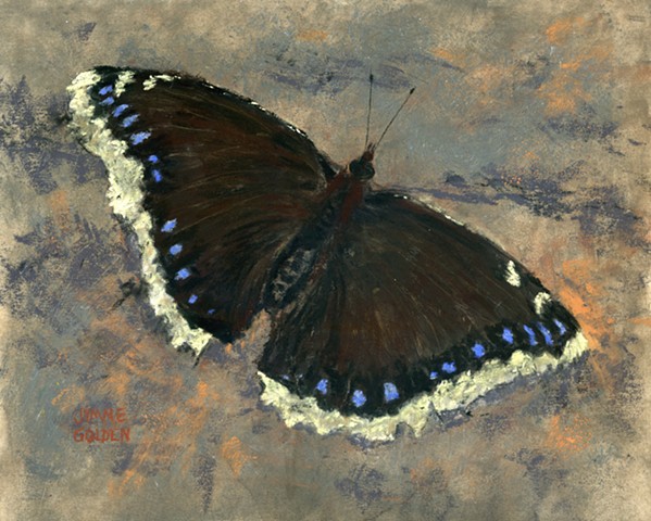 Mourning Cloak, Butterfly, Pollinator
