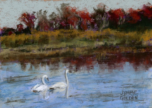 Trumpeter Swans at Crex Meadows