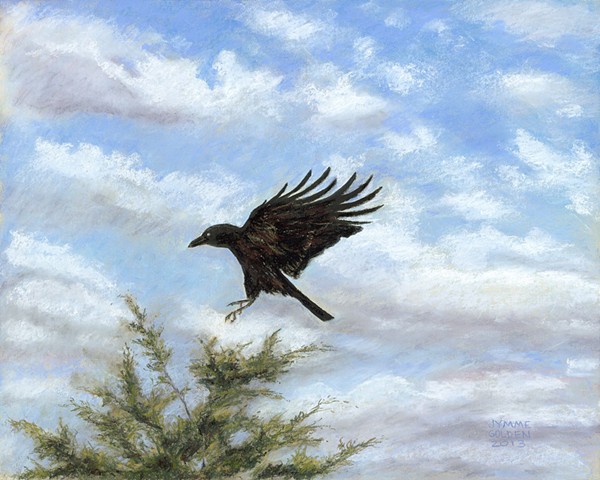 American Crow, Red Cedar, Clouds, Sky