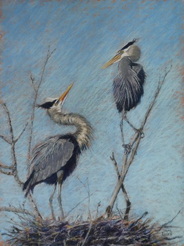 In the Rookery, Great Blue Herons