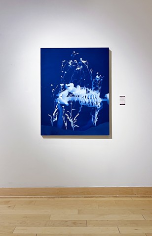 Reconfiguration 83, cyanotype collage, 2024. This work explores themes of gestation, bodily autonomy, and reproductive rights through the merging of skeletal and botanical forms. Using alternative photographic processes, the piece visualizes the entanglement between human reproduction and the more-than-human world, questioning hierarchies of care and control over bodies. Installation view from m(othering), Duke Hall Gallery of Fine Art, James Madison University, Harrisonburg, Virginia, 2025.