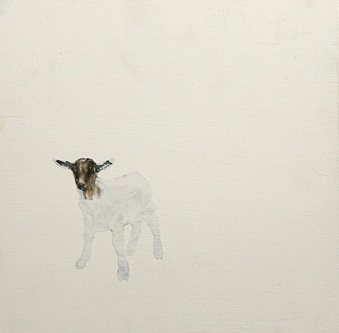 (dis)appearing goat