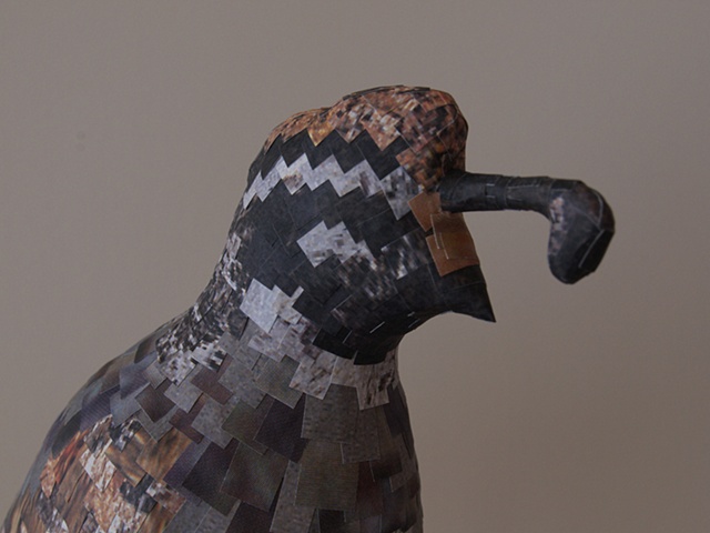 Detail of California Quail from Cut and Dry